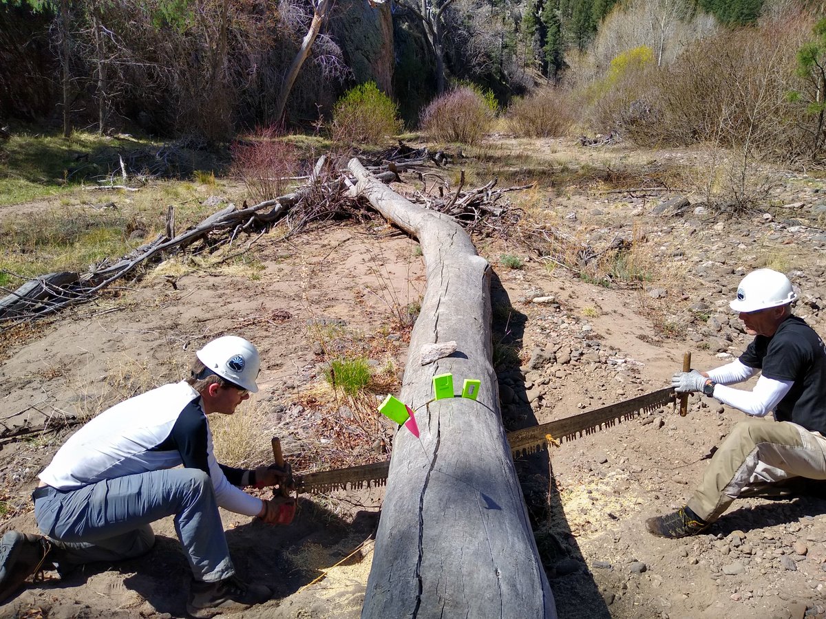 uppergila's tweet photo. Our Tamarisks and Trails Project is eradicating invasive tamarisks and maintaining trails in the Gila National Forest. #NFFGranteesAreGreat The Gila Wilderness - the nation's first - turns 100 in 2024! Thanks, @NationalForests, for supporting this work! #NFFHealthyForests https://t.co/6PLotBZKOk