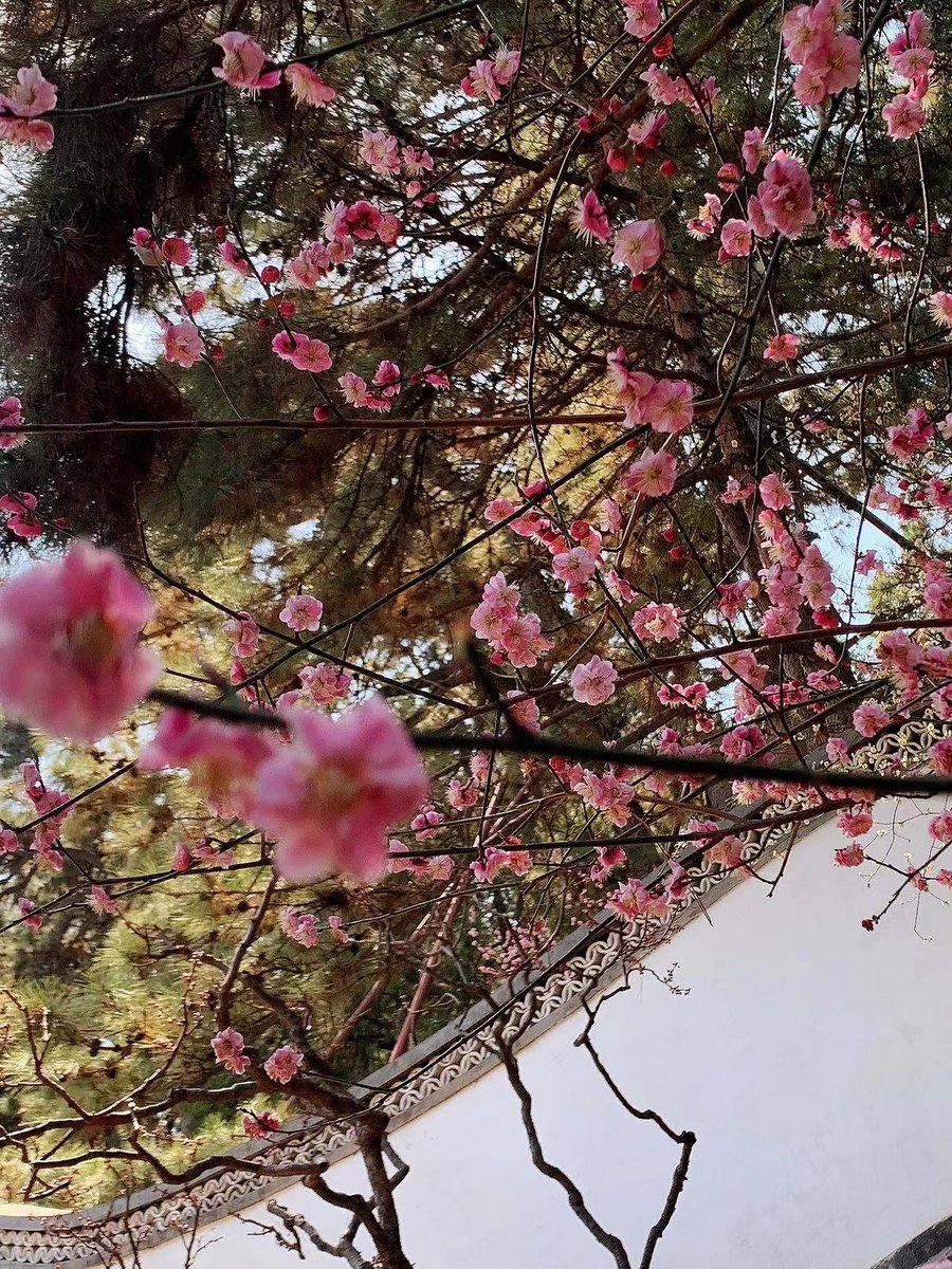 IstMarcon's tweet photo. #pepafoto #kvetina #krasa #priroda #park #letnipalac #peking #cina Zachytil jsem tyto květiny v Letním paláci... https://t.co/RknXkW3tRm