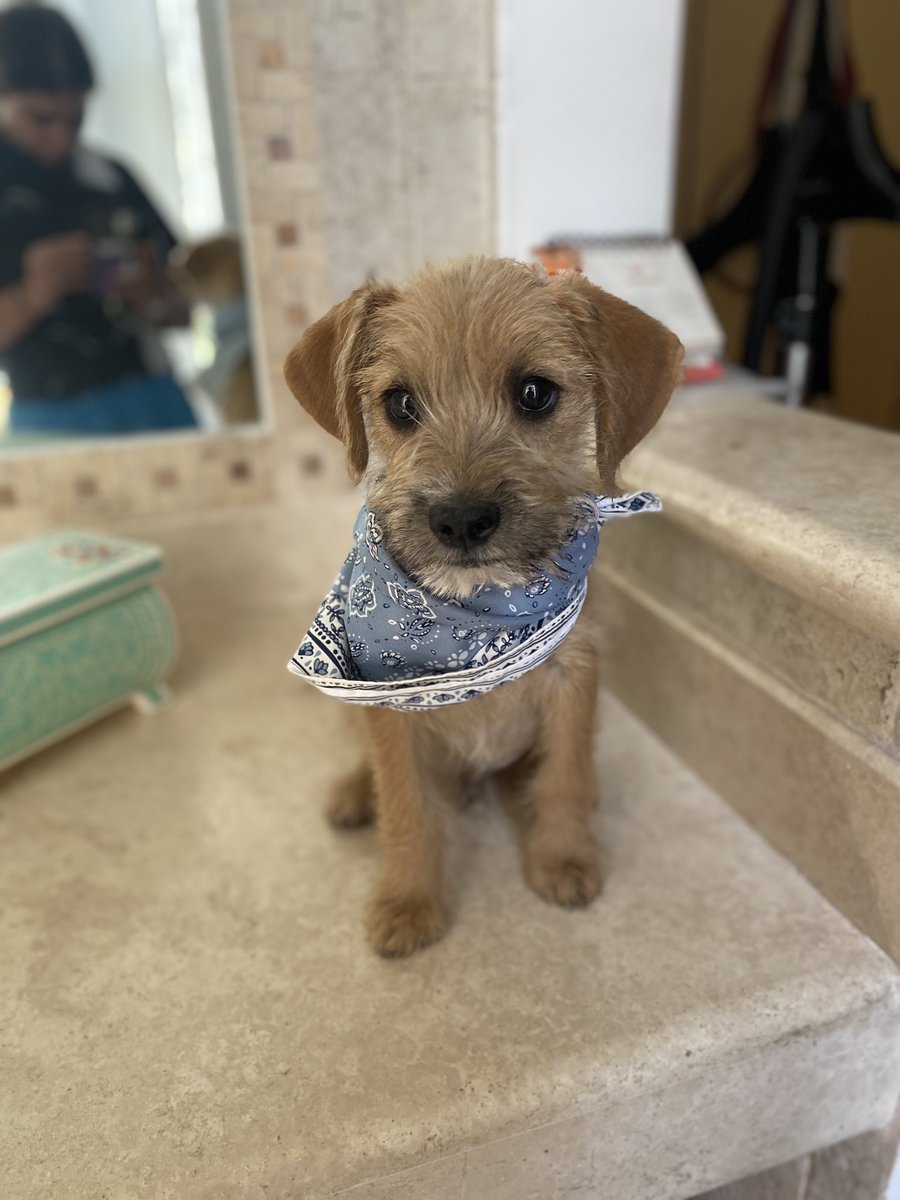 Hola soy Rufino y él es mi hermano Picasso. Somos dos cachorritos de aprox 5-6 meses. Nos llevaron al antirrabico. Alina publicó las fotos por aquí. Somos los que estábamos en una esquinita hechos bolita tratando de protegernos.

Nada que no se imaginen: fue horrible, llorábamos