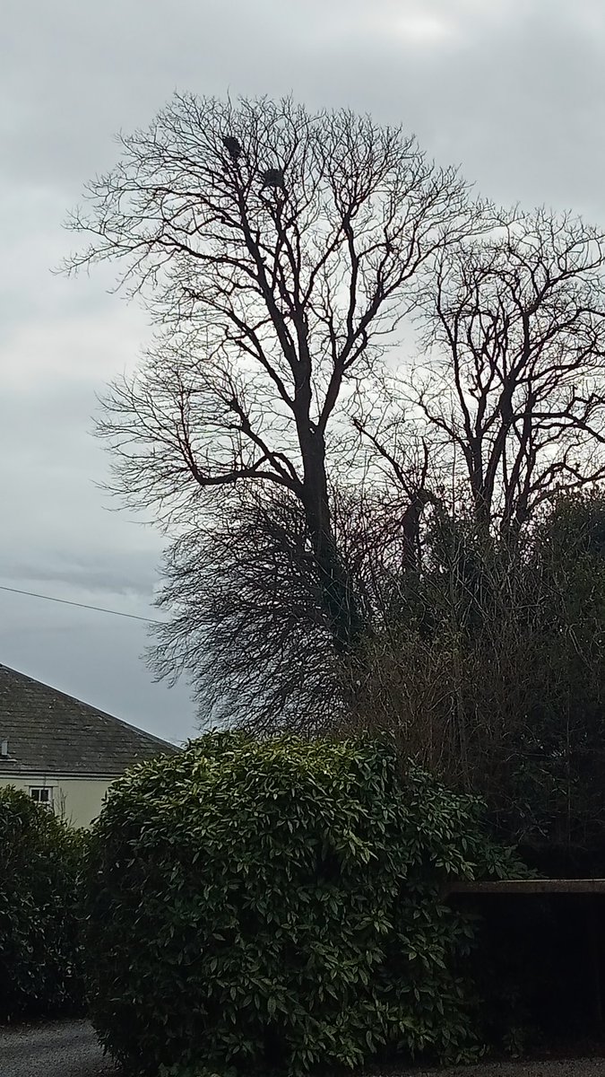 My <a href="/birdsinwales/">Welsh Ornithological Society 🏴󠁧󠁢󠁷󠁬󠁳󠁿</a>,  <a href="/glambirds/">Glambirds</a> rookery survey around St Hilary turned up 2 nests in 4km2. Meanwhile, back home and well away from my survey tetrad, 71 nests in the churchyard over the road.