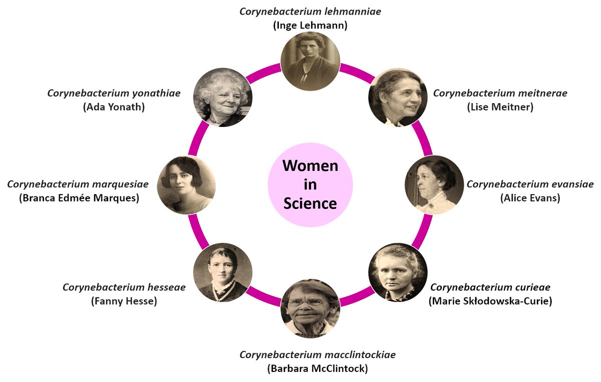 New article by #UCIBIO researchers @BacTdrugs_lab sheds light on #Corynebacterium in the female urinary microbiome with 8 novel species identified and named in honor of women who made significant contributions to science. 

More: bit.ly/3TMdShO 

@Micro_MDPI 
@UPorto