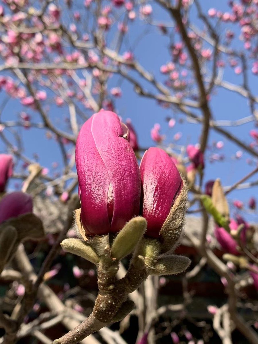 IstMarcon's tweet photo. #pepafoto #kvetina #krasa #priroda #zivot #vykend #peking #letnipalac Dnešní květina pro vás... https://t.co/zfz2ztwOUc