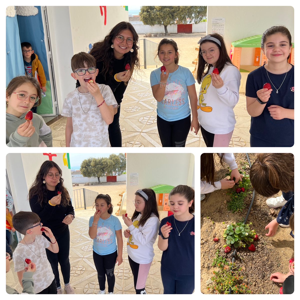 saludtorvis's tweet photo. ¡Qué ricas las 🍓🍓🍓! A mediados de febrero echamos en el huerto el primer #compost del #Compobox y ya estamos teniendo frutos. Gracias al @AytoTorviscal por ayudarnos a tener un súper huerto 🥬🥒🌶️🫑🥦. #ODS #Alianzas #ApS
@CulEmprendedora @CPRdbv @FPdGi #InnovaEx22_23 https://t.co/nSZ0pwg6Cp