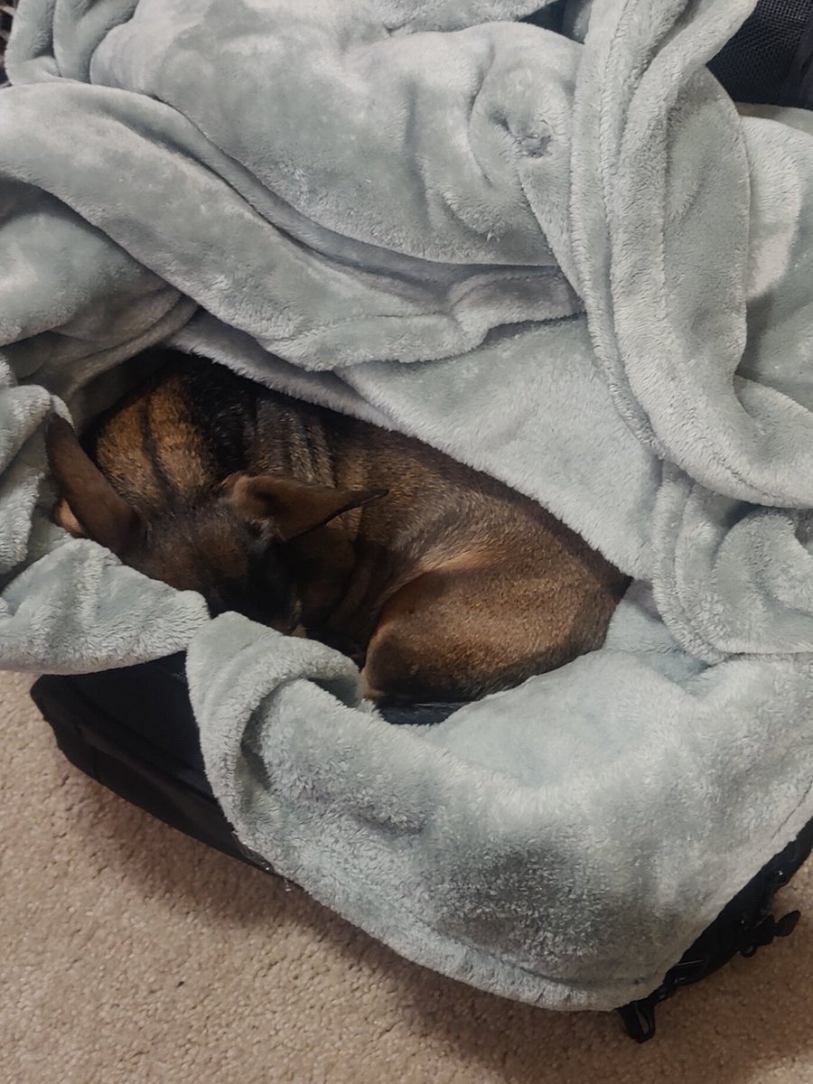 Shop dog wanted to hang out in the back with me today 
#dachshund #dicechaos