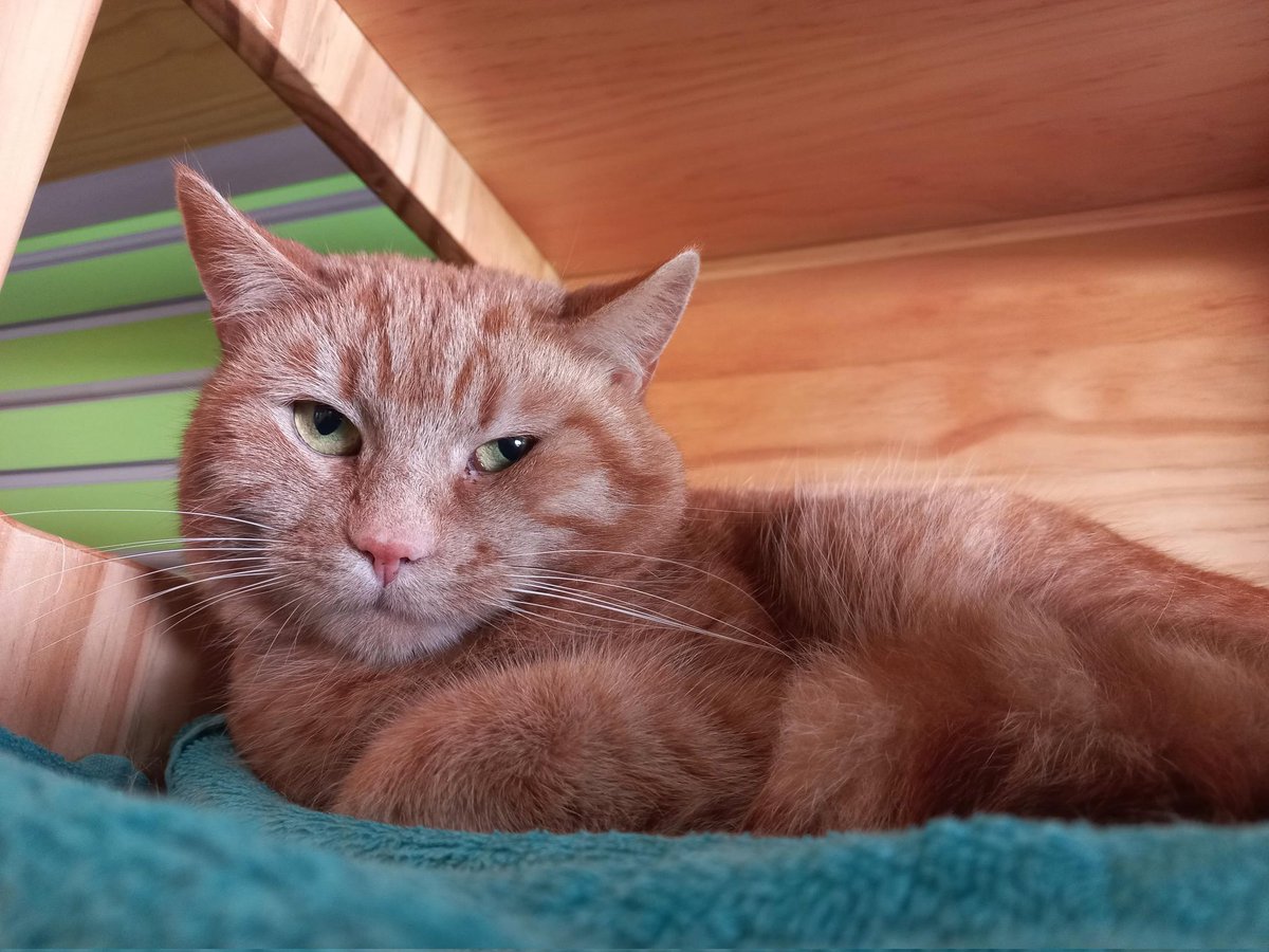 Dierenstee's tweet photo. Met zo'n knappe 'oranje' mascotte als Monkey moet het goedkomen voor Nederland toch? 😉 #nederlandselftal https://t.co/wRzAL6F7Bs