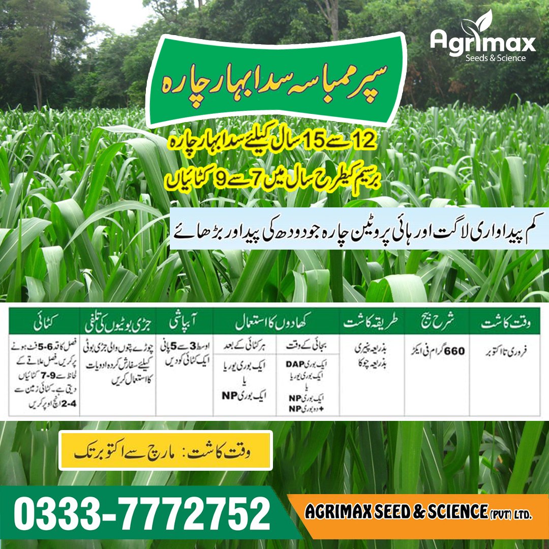 AngroSeed's tweet photo. پروٹین سے بھرپور سدا بہار چارہ  سُپر ممبا سہ F-1 خالص امریکہ سے درآمد شدہ بیج.

Call or Whatsapp for more details
0333-7772752

#angroseed #angroseedcompany #Agrimax #supermombaca #seeds #animalfeed #animalfood  #bestseeds #seed #f1 https://t.co/GV48fEuMmV