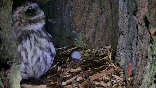 WildlifeKate (@katemacrae) on Twitter photo 2023-03-27 18:53:25 OH MY GOODNESS!!!! We have an egg in the @StowAero little owl box! @DenisStr and I are VERY excited!!!!!! πΎππ₯ππ₯³π @HIKVISIONUK @Natures_Voice @EssexWildlife @BBCSpringwatch OH MY GOODNESS!!!! We have an egg in the @StowAero little owl box! @DenisStr and I are VERY excited!!!!!! πΎππ₯ππ₯³π @HIKVISIONUK @Natures_Voice @EssexWildlife @BBCSpringwatch