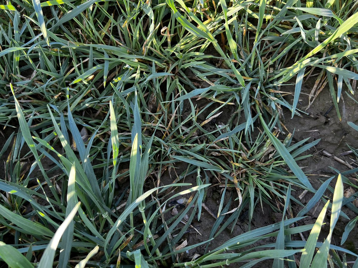 Val’epi, service agronomie tweet media