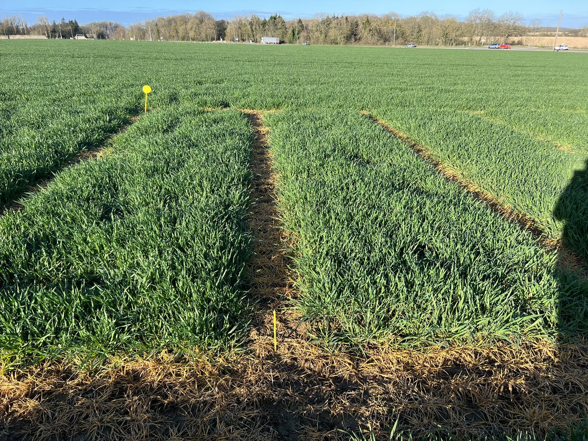 Un peu de #JNO dans les témoins non traités .. on verra l’impact sur le rendement mais cela devrait rester faible malgré la présence importante de pucerons .. comme quoi, sujet complexe ! 
Prochain épisode sur les betteraves mais arriverons nous à les semer un jour ?? 😉