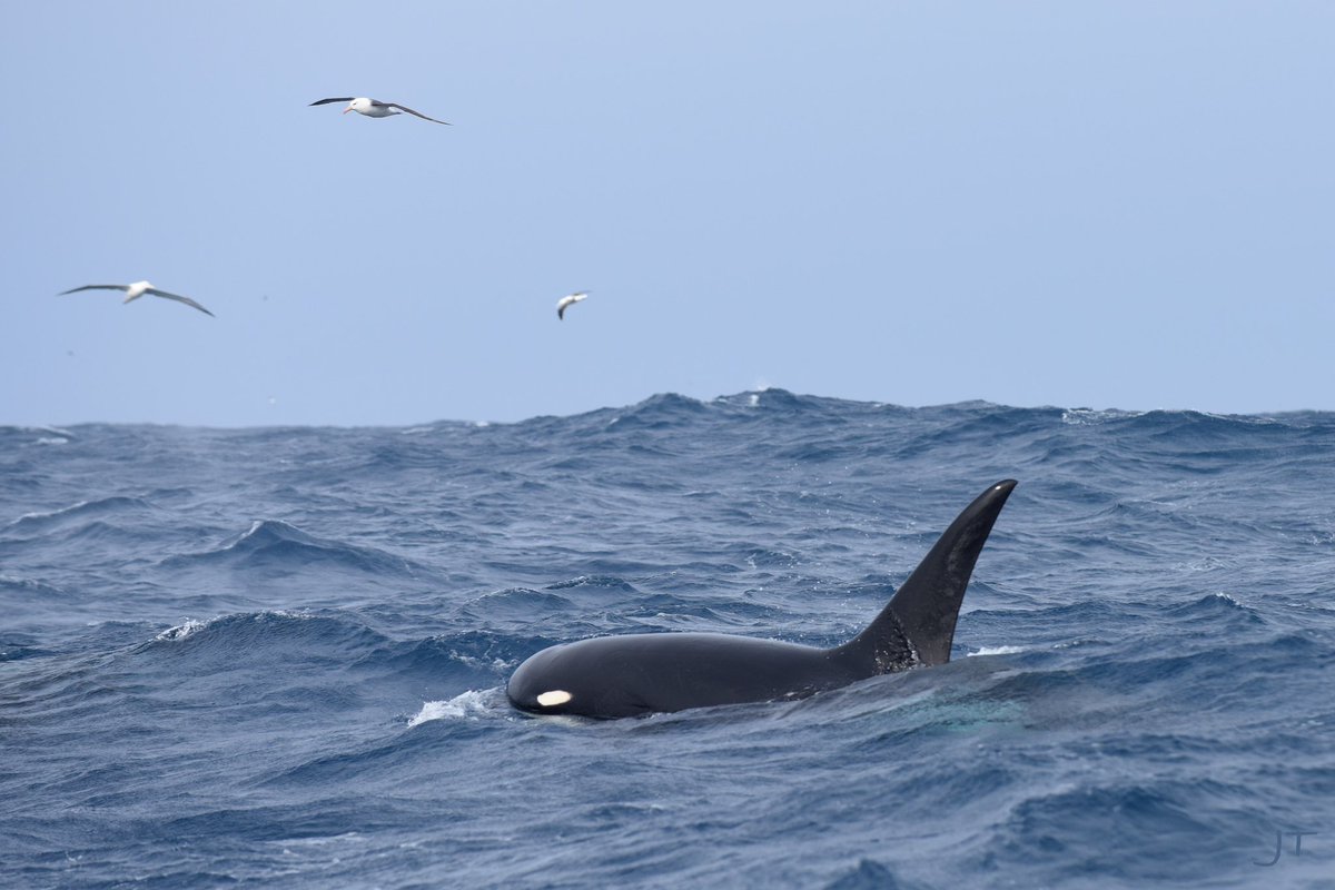 We got lucky in 2019 with the D(ream) research team and collected the first biopsy samples from the #typeD #killerwhale. Many thanks to @AndrewFoote2 and colleagues for making these samples count. Results now published in the #journalofheredity