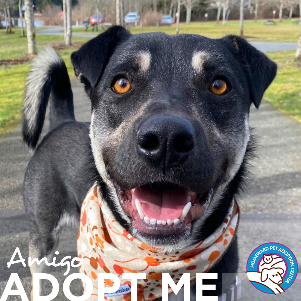 Amigo is full of pep and spunk and hoping his new humans are as active as he is. He adores playing with toys, zooming around the yard, and going for walks. He will make an awesome hiking and adventure buddy! 

Send in an adoption application today >>> bit.ly/hpac-amigo