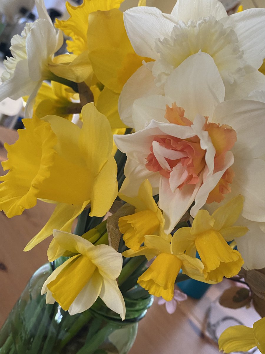 HsienJenne's tweet photo. hello from from my new flower farmer era 💐 pure dopamine around my house in blossom form in every shape and trumpet possible 💐 https://t.co/V11AFYfUgJ