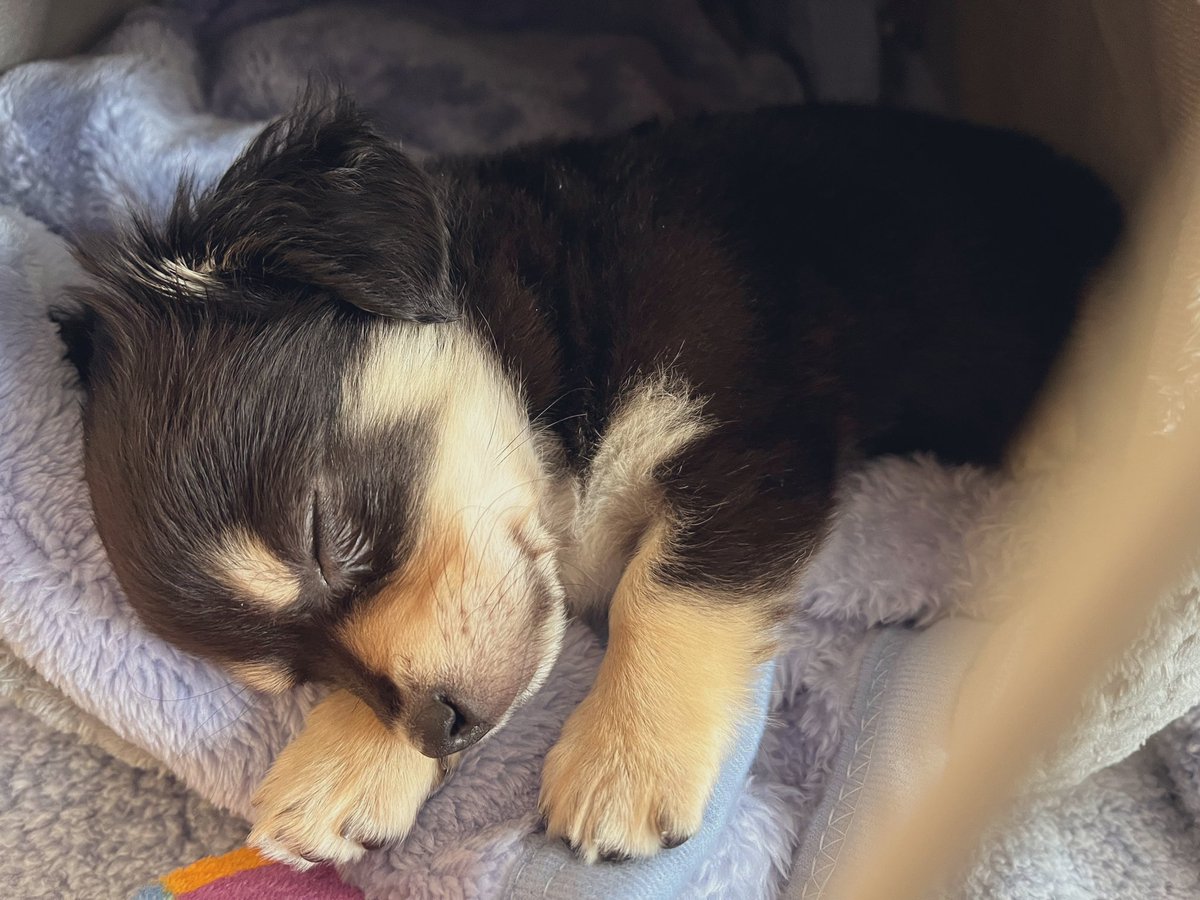 T12370453's tweet photo. 新しい家族が増えた🐶 https://t.co/TDZeCuBEGS