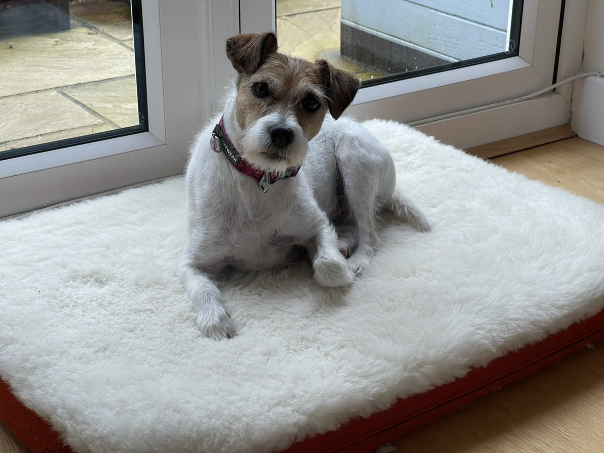 Pebble PR Terrier tweet media