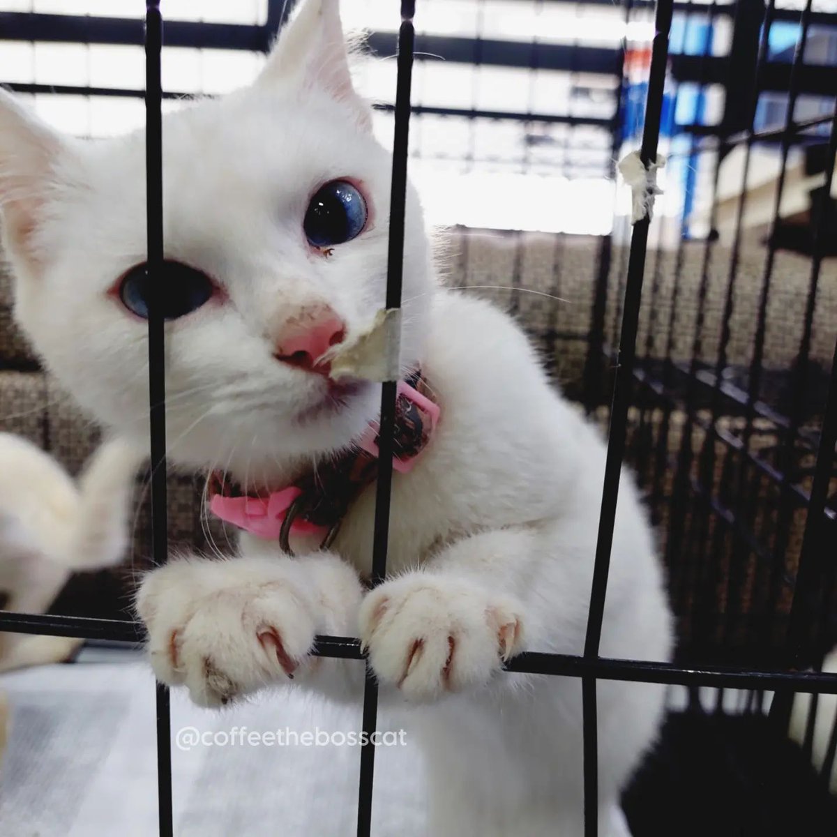 hvhpio15315dhd7's tweet photo. Hello, hoomins. 💙

Should I name her Snow or Sugar? She's the sweeter sister. The other one is a hurricane. 😅

#coffeesrescues
#SavingTheWhiteCatFamily #whitekittens
#Cat #animal #CatsOfTwitter #Help #nonprofit #Charity #catlover #catlady #kittycuddles #kittylove #helpme https://t.co/95jgS7bsxt