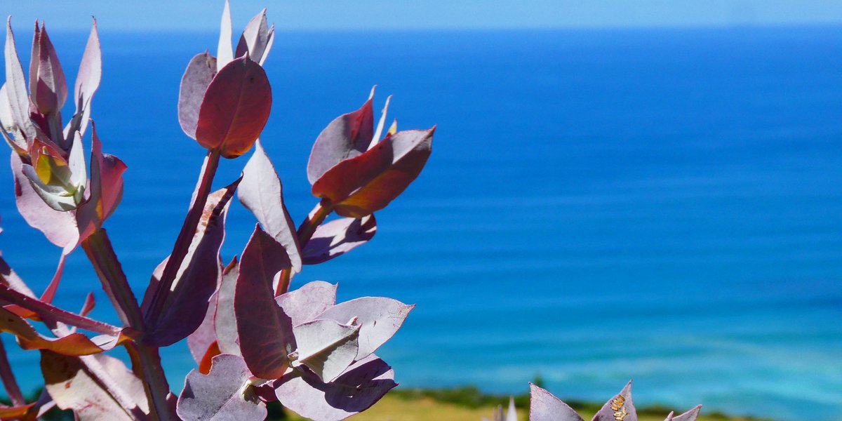 This Southern Blue Gum is planted at Wood, our forest near Apollo Bay, Victoria. It is tolerant to low nutrient soils, drought, wind and fire and its nectar is a food source for insects, birds and marsupials like the Vulnerable Yellow-bellied Glider. 
#ClimateHope