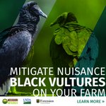 Image for the Tweet beginning: Black vultures are a nuisance