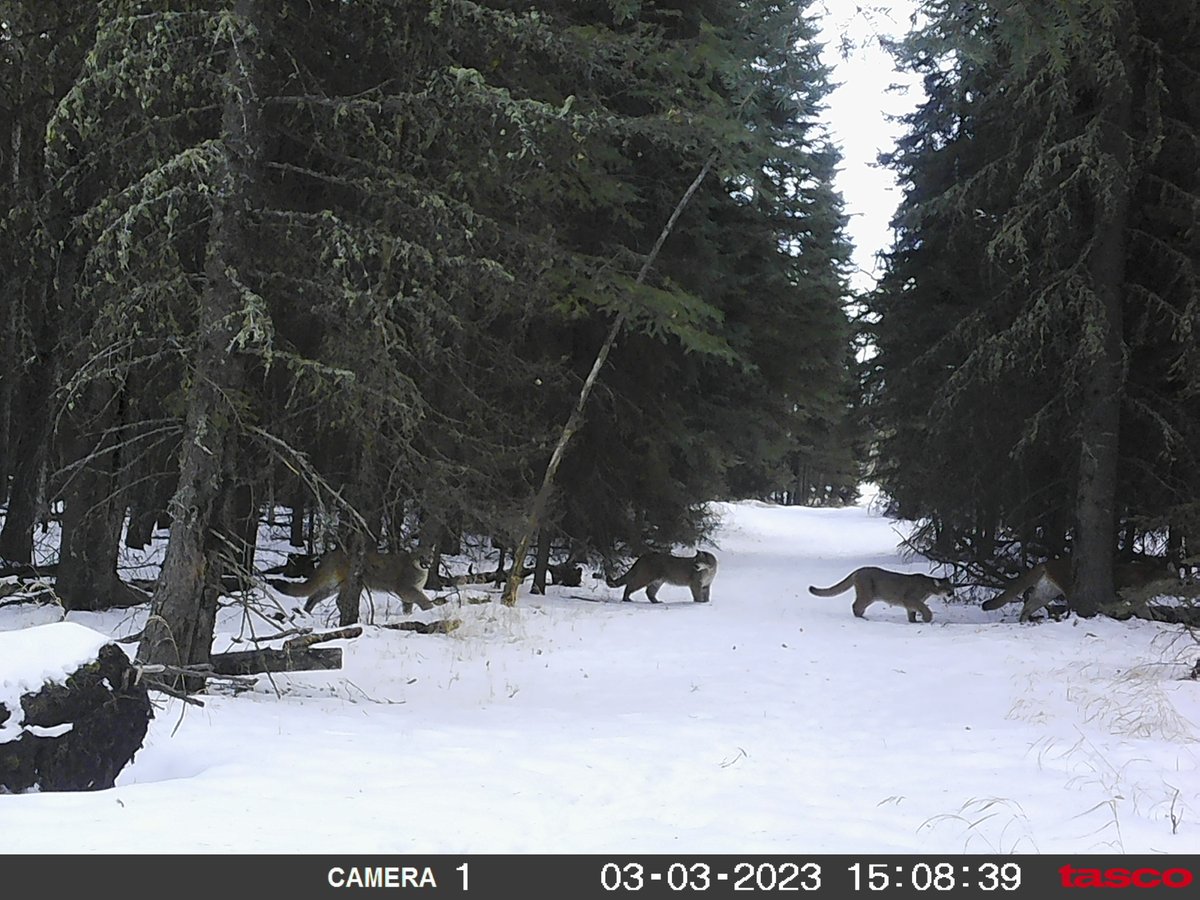 Pulled a trail cam at deer camp to discover these. This can't be good!