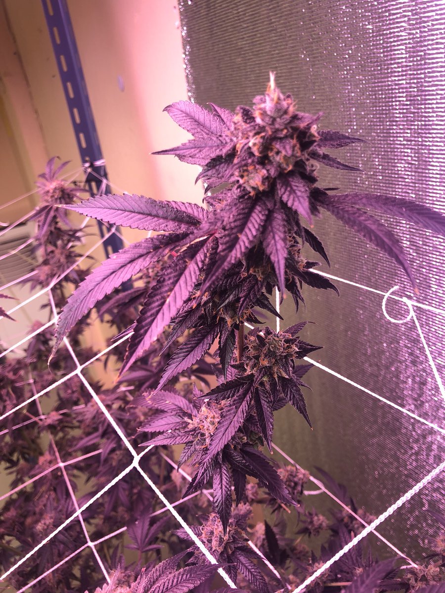 MuenLamTrang's tweet photo. Pack some snacks and watch an action movie.🍕
strains: Slurricane#007 @InhouseGenetics
#CannabisCommunity #thaicannabis
#athenaag #POWERSi @seedfinder https://t.co/Hv4Bs6T2RD