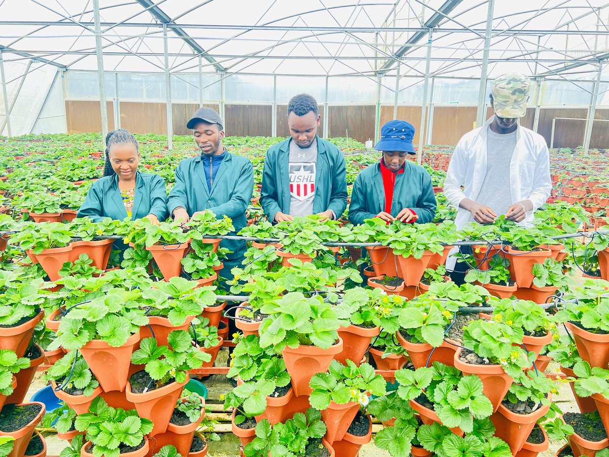 Lee_Fabricee's tweet photo. Common misconception among young people was that #agriculture had no future. and now #Youth are on the forefront in demonstrating how it offers a ton of advantages and opportunities.

#FeedTheWorld. Kudos, Mr. @jcniyomugabo &amp; the team. https://t.co/UXKKTw8PEQ