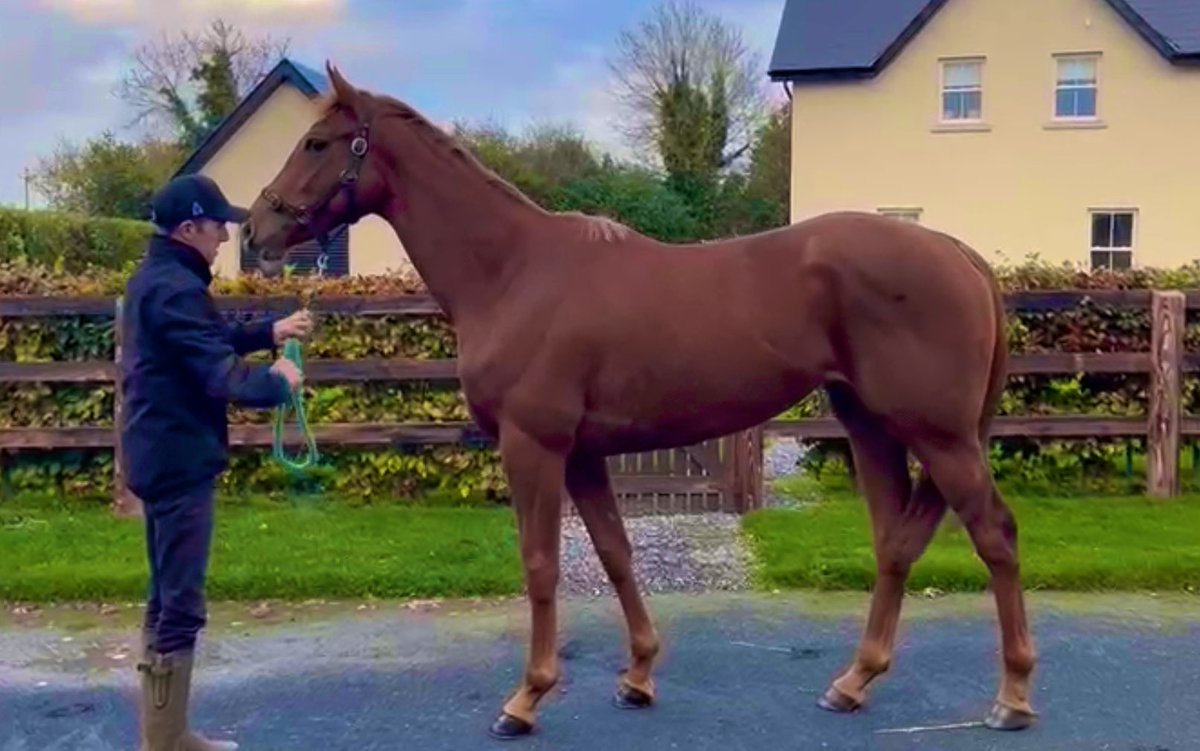 Beechlea_'s tweet photo. 💥Girl Racer💥 Thrilled to see another exciting prospect for the Barnane Stud team winning impressively on debut &amp; bringing all the early potential she showed us onto the track ✈️ Well done to all involved 👏🏻🥇@kiesy_22 @PWJ1967 @WilliamHaggas @CierenFallonJr Broken&amp;Pre-trained https://t.co/QIsEQZ2wKG