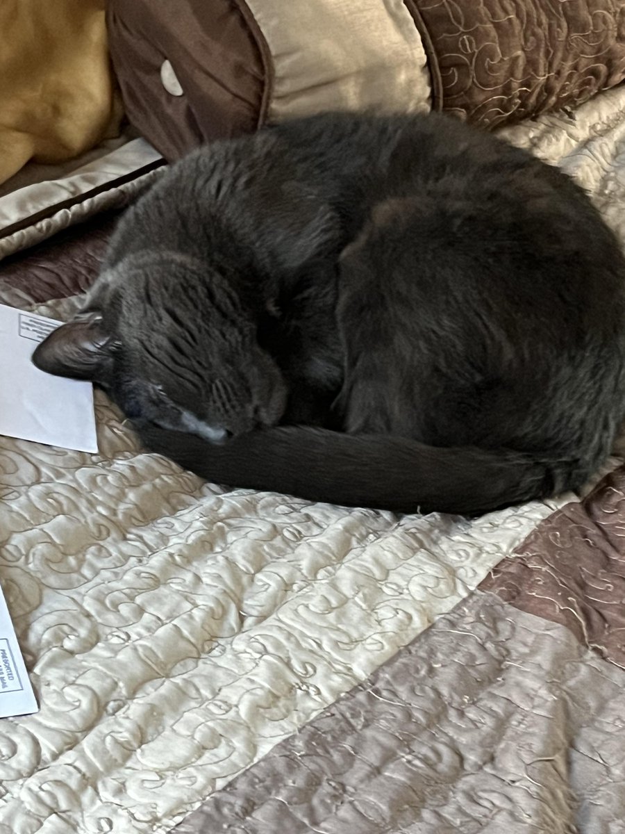 Michael's Cat tweet media