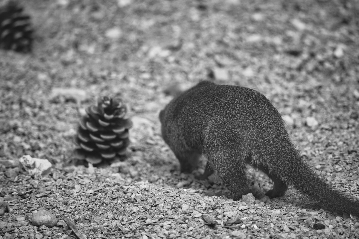 Gr3eg4's tweet photo. Bioparc, France

21.07.2022

#zoo #bioparc #france #cute #cuteanimals #cutest https://t.co/HADzhcAqwe