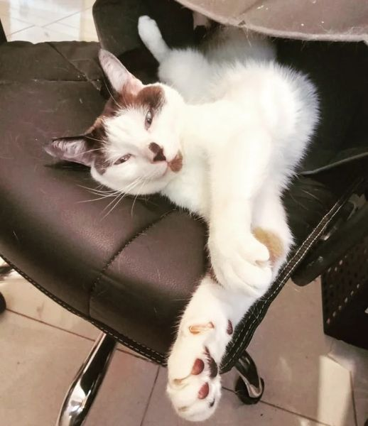 BartholoMarcel's tweet image. Eu trabalhando, e o patrão fica assim do meu lado.
#gatosmandam 
#catrules