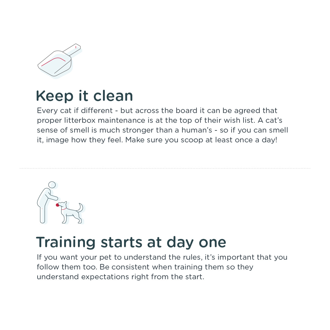 Bringing a new pet into your home? Make sure they feel welcomed and comfortable with these easy tips! #petlovers #petcare

#24Petwatch🐾