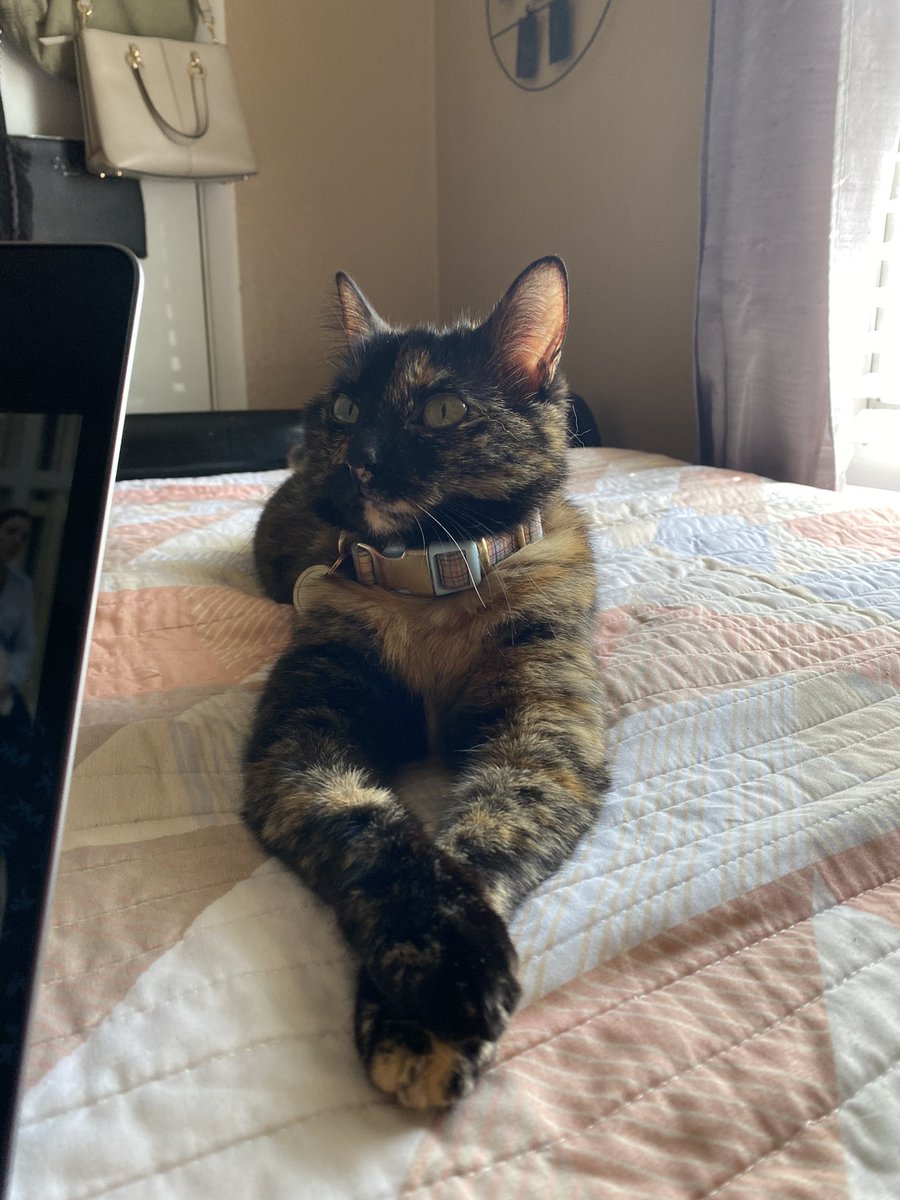 abii_pacheco1's tweet photo. Resting bitch face fr!!! #Cat #catswag #catoftheday https://t.co/rrtE5iwsnr