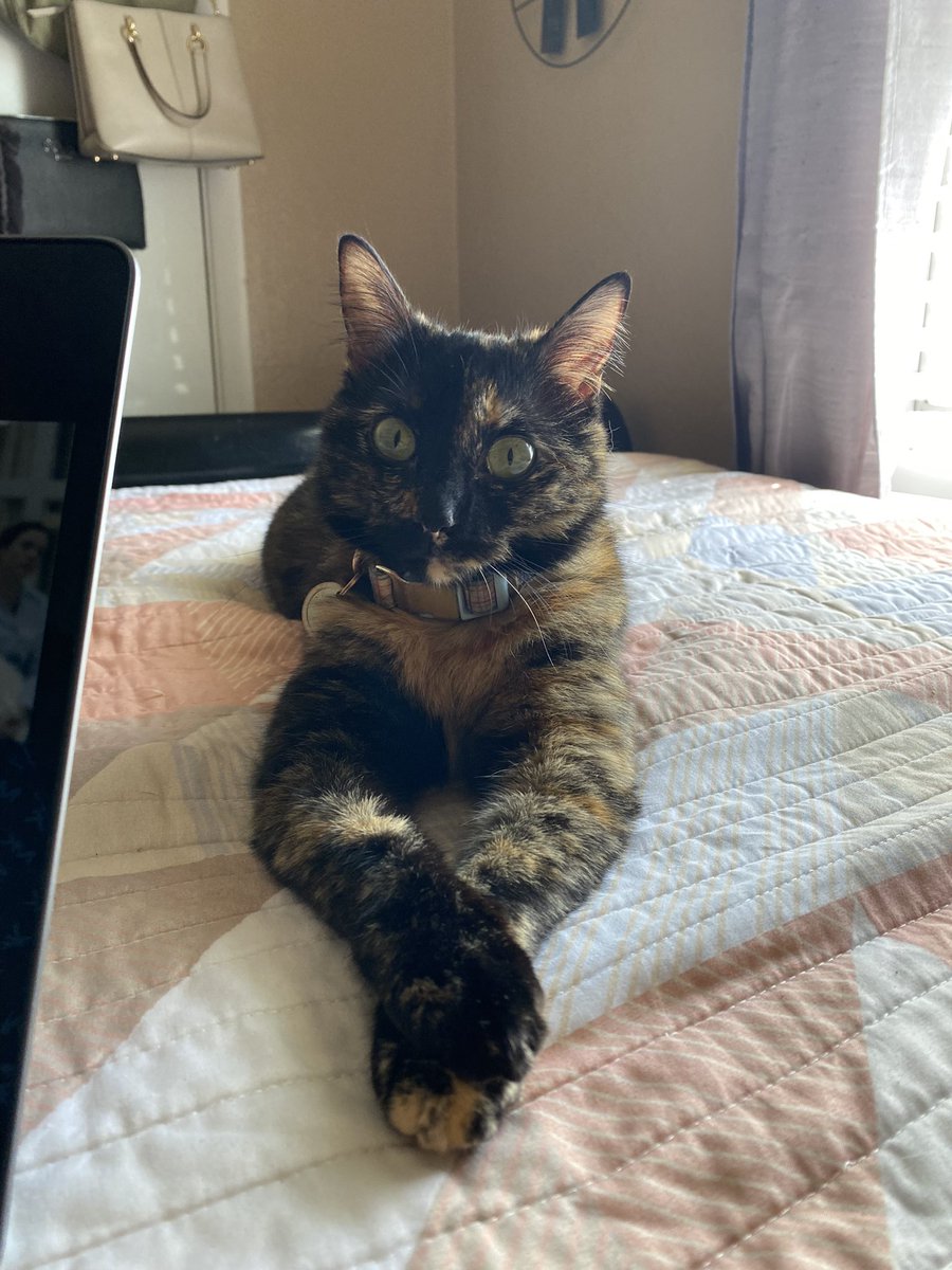 abii_pacheco1's tweet photo. Resting bitch face fr!!! #Cat #catswag #catoftheday https://t.co/rrtE5iwsnr