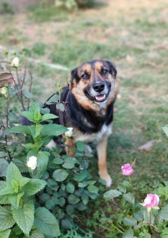 carolinapinoc's tweet photo. Chicos les pido xfa, necesito un hogar temporal o definitivo Urgente para esta perruna, es un sol de perrita, tierna, dócil, cariñosa, sociable y leal, esterilizada y vacunada, talla mediana, Stgo. Whatsaap +56987685580 RT https://t.co/FAK0oY0FJJ