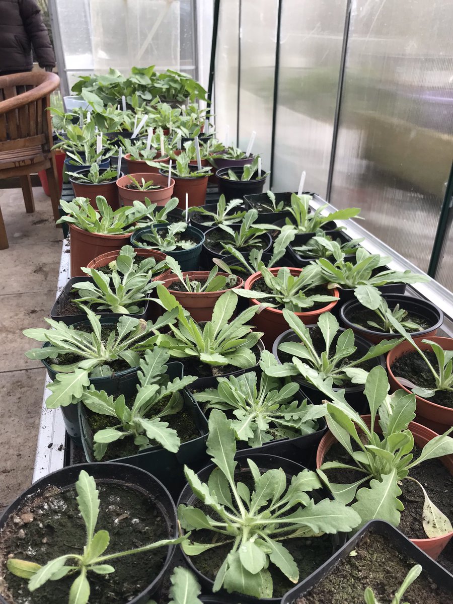 space to grow mental health growing project tweet media