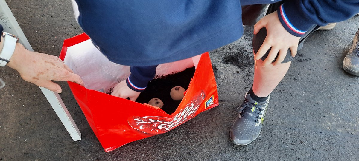 Thanks to Liz McDougal <a href="/TheRHET/">RHET</a> for telling us all about this year's potato growing contest and helping us get started. Fingers crossed for as good a yield as last year. Or maybe even better...