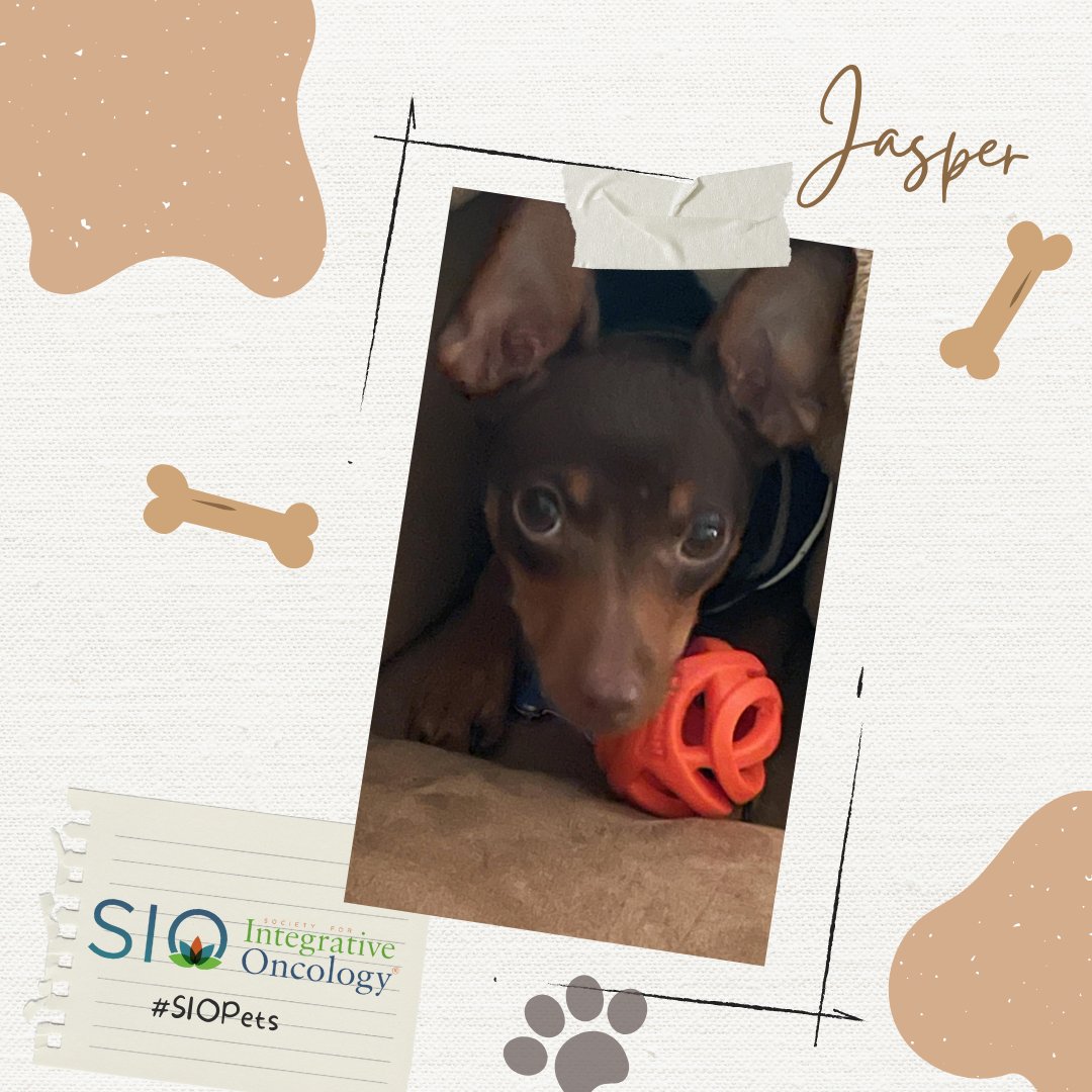 Integrativeonc's tweet photo. Meet Jasper 🐾, the charming pet of Laura Pole, RN, MSN, OCNS, a #PatientAdvocate Committee member, who teaches people with #cancer how to cook healthy food, and trains #patientnavigators and #nursenavigators. 

#SIOPets #integrativemedicine #integrativeonc #healthyfood https://t.co/q2BKTZ1D4H