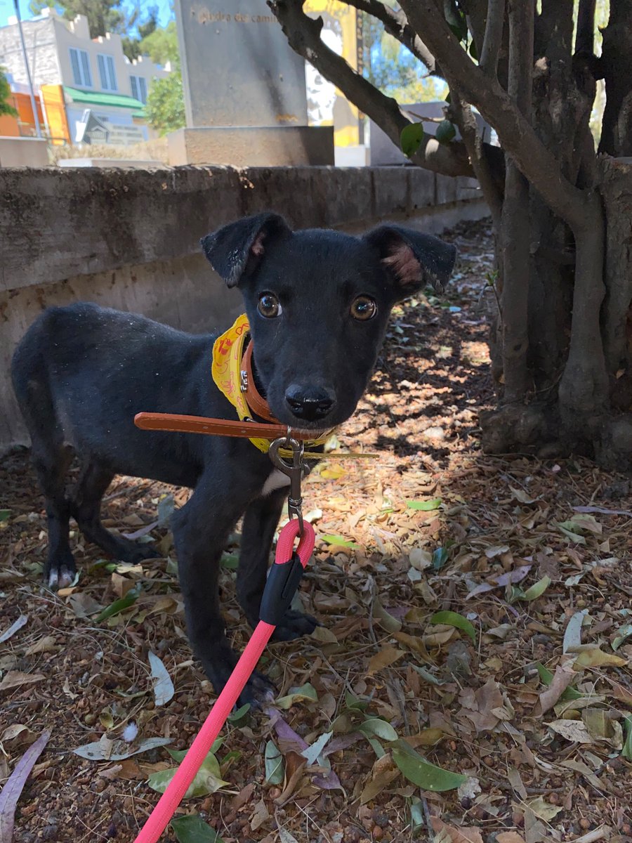 HELA_MORE's tweet image. Nuestra dulce y pequeña Kisha sigue esperando que alguien la elija 🥺
sólo quiere amor,atención y cuidados💛
¿Es mucho pedir?😩
Piensen en todo lo que ha sufrido a su corta edad,tiene 5 meses,andaba solita,desnutrida y tenía mucho miedo 🥺😭
Necesita conocer el amor y ser feliz