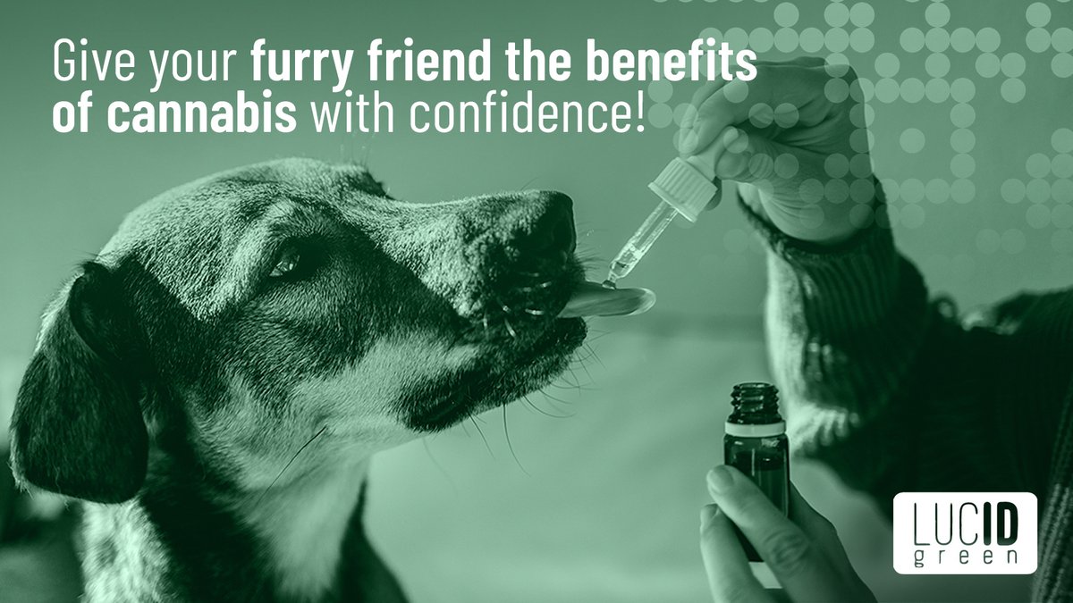 Cannabis products can help pets manage pain, anxiety, and health issues. CBD, a non-psychoactive compound, is therapeutic and comes in treats, tinctures, topicals, and capsules. 
Scan with LucidID for safe use. 🐾🌿
#LucidGreen #CannabisForPets #LucidID #PetWellness #CannaTech