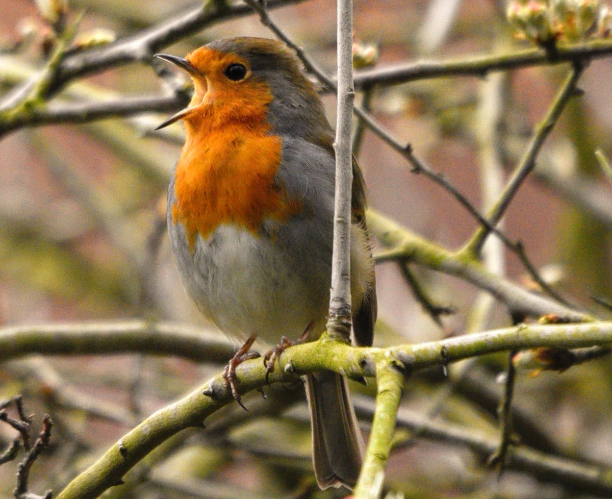 Despite the tangle of twigs Robin was singing with attitude.. perhaps 🎶Oh What A Beautiful Mornin' Oh What A Beautiful Day🎶 And it was an absolutely gorgeous Spring Day here in North Yorkshire #birds and #nature 🐦💚🌿