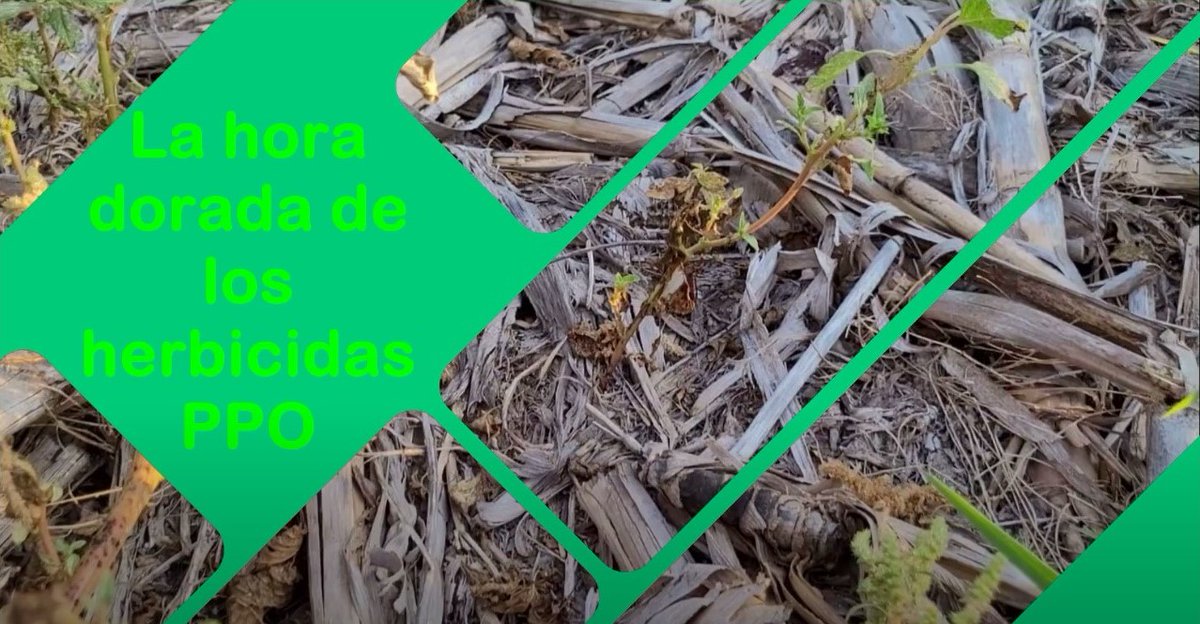 alebrunori's tweet photo. ¿Es posible incrementar en un 40 % el control de malezas? 🙌

SI ! 😉 Es posible! Y te lo contamos en el siguiente link ⬇️⬇️
https://t.co/ItnH65iMJ4

Agronomia UNVM - INTA Marcos Jz

Dale like y compartí #conocimientos #bpa #proteccionvegetal @basicasunvm @INTAMsJuarez @CiapcCba https://t.co/WZcNboxVD6