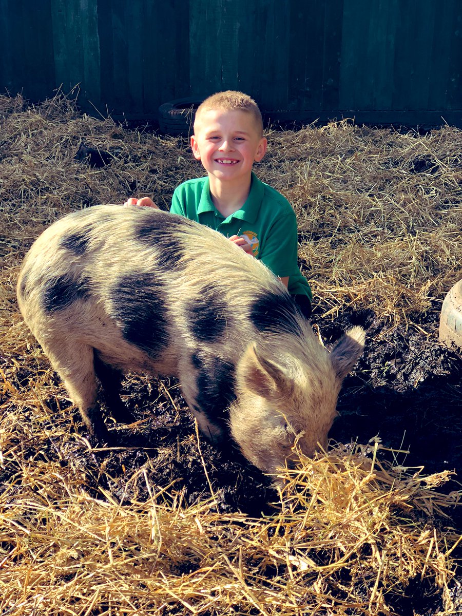 The Waterside Pigs tweet media