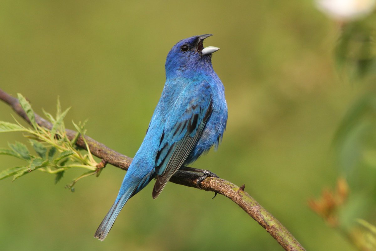 U.S. Fish and Wildlife Service tweet media