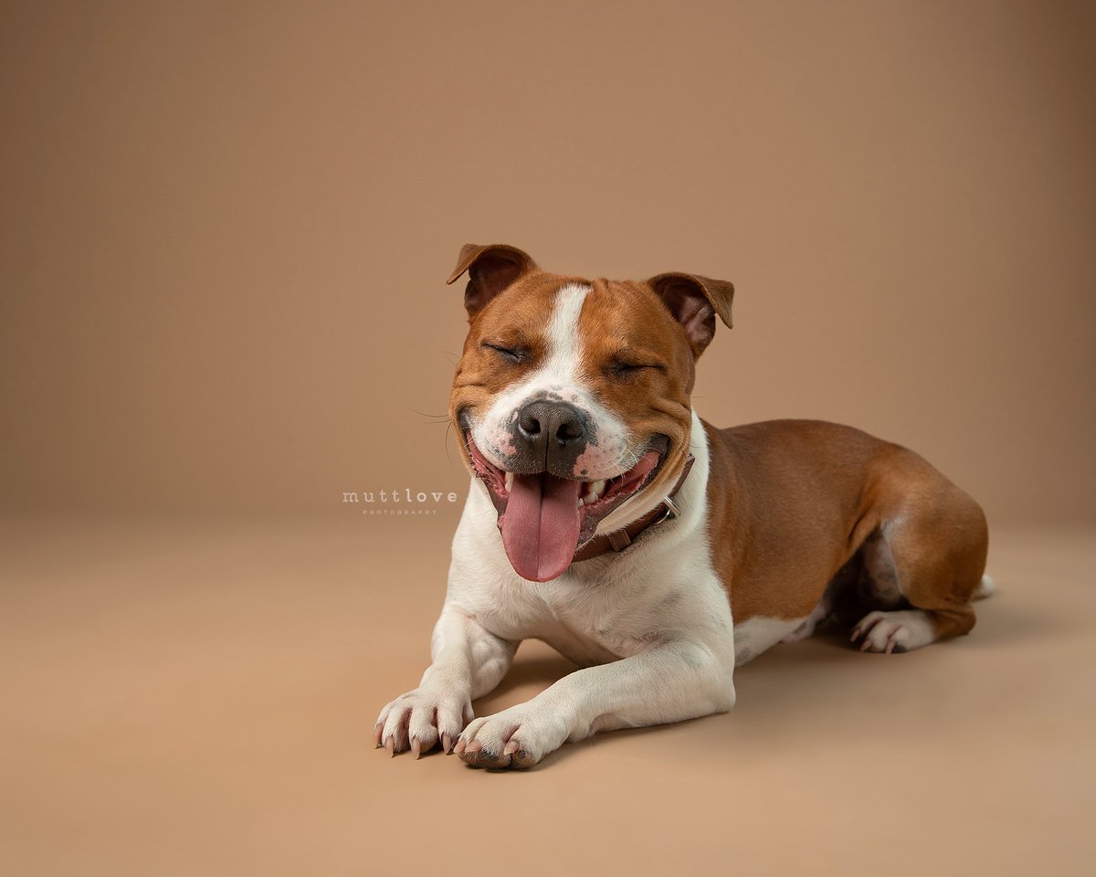 GrandDogInc's tweet photo. The look of a pup who knows their Grand Dog #rawdogfood is being delivered.... 🤩 😂 Who's pup is looking extra happy today??  Share your smiling pups with us!

Photo: Mutt Love Photography

#granddograw #granddograwpack #granddogessentials #yeg #yyc #yegdogs #yycdogs #rawpetfood https://t.co/OIbXFTfAIa