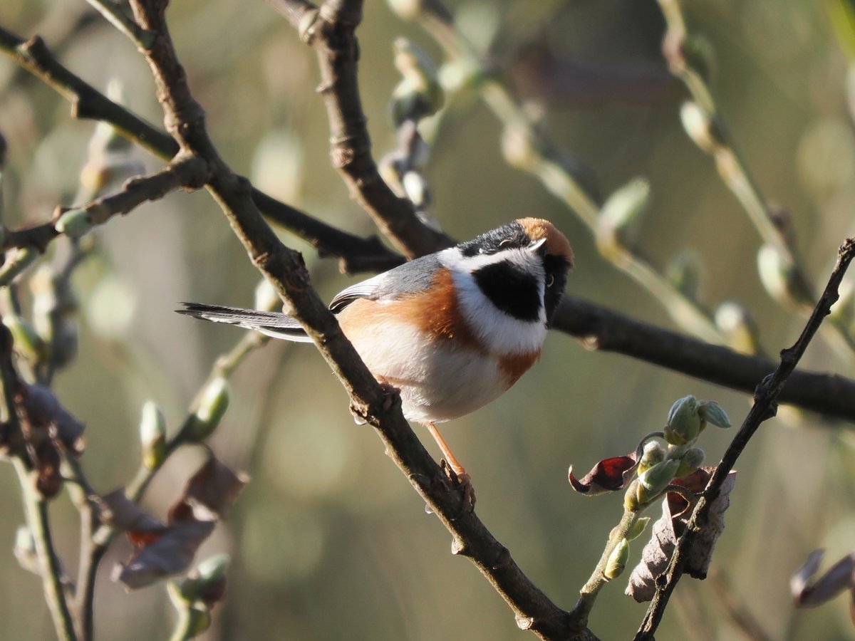 taiwanbirdguide's tweet photo. 🌟 Lively, small #BlackThroatedTit #紅頭山雀: seen in mid-altitude areas, striking black throat, white face & reddish-brown head. Adorable! 🥰
#Taiwan #TaiwanBirdGuide #bird #birding #birdtour #birdwatching #nature #wildlife #birdphotography #birdlovers #ornithology #frontbird https://t.co/0WEB3Yhwbi