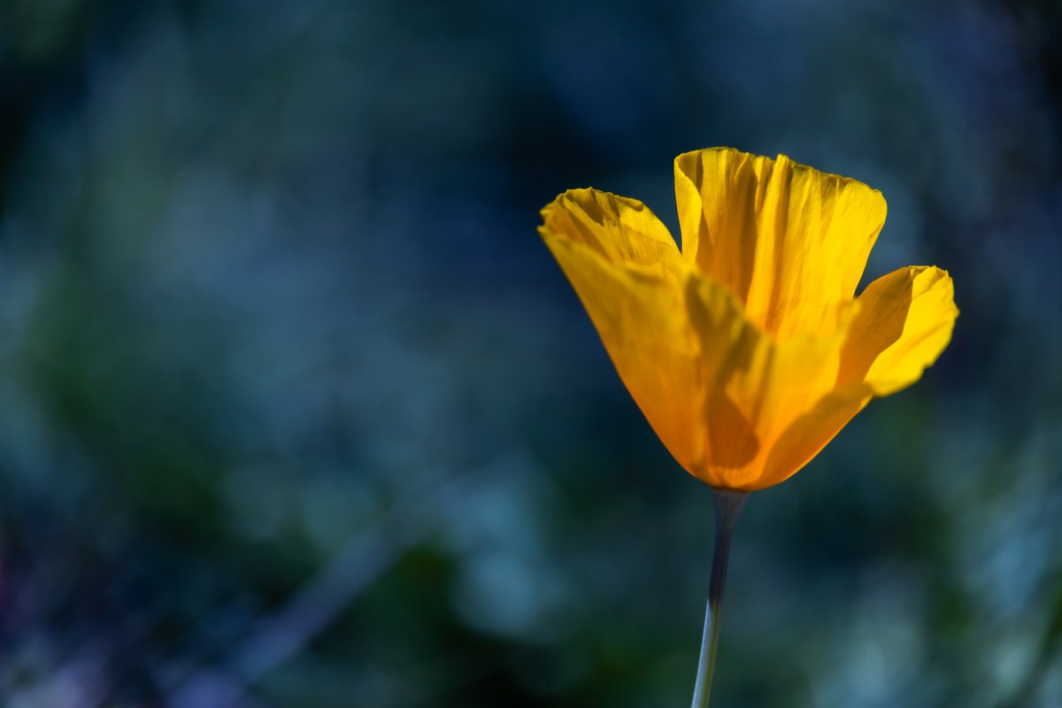 Adventure1Photo's tweet image. Spring is in the air!  #azspring #imsohappy