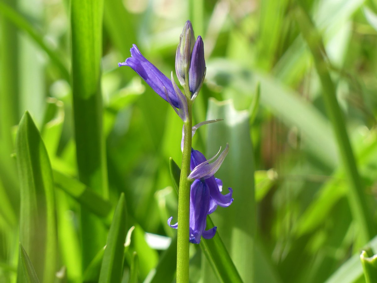 Wild_NEScot's tweet photo. Finally seen a butterfly this year, probably a Comma but moving very, very fast and never settled so can't rule out Small Tortoiseshell. Bluebells looking a bit promising too... #springstuff #IDskills #outofpractice @bc_cambs_essex https://t.co/8s97y3PBPO