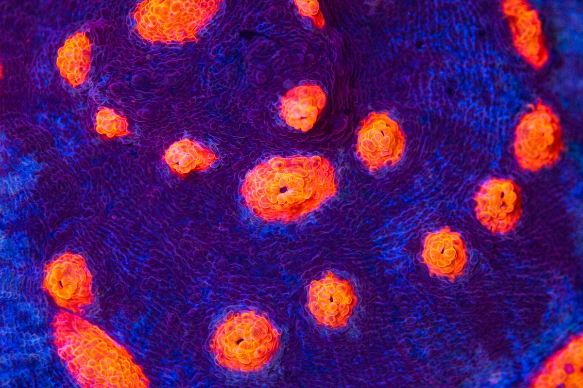 World Wide Corals tweet media