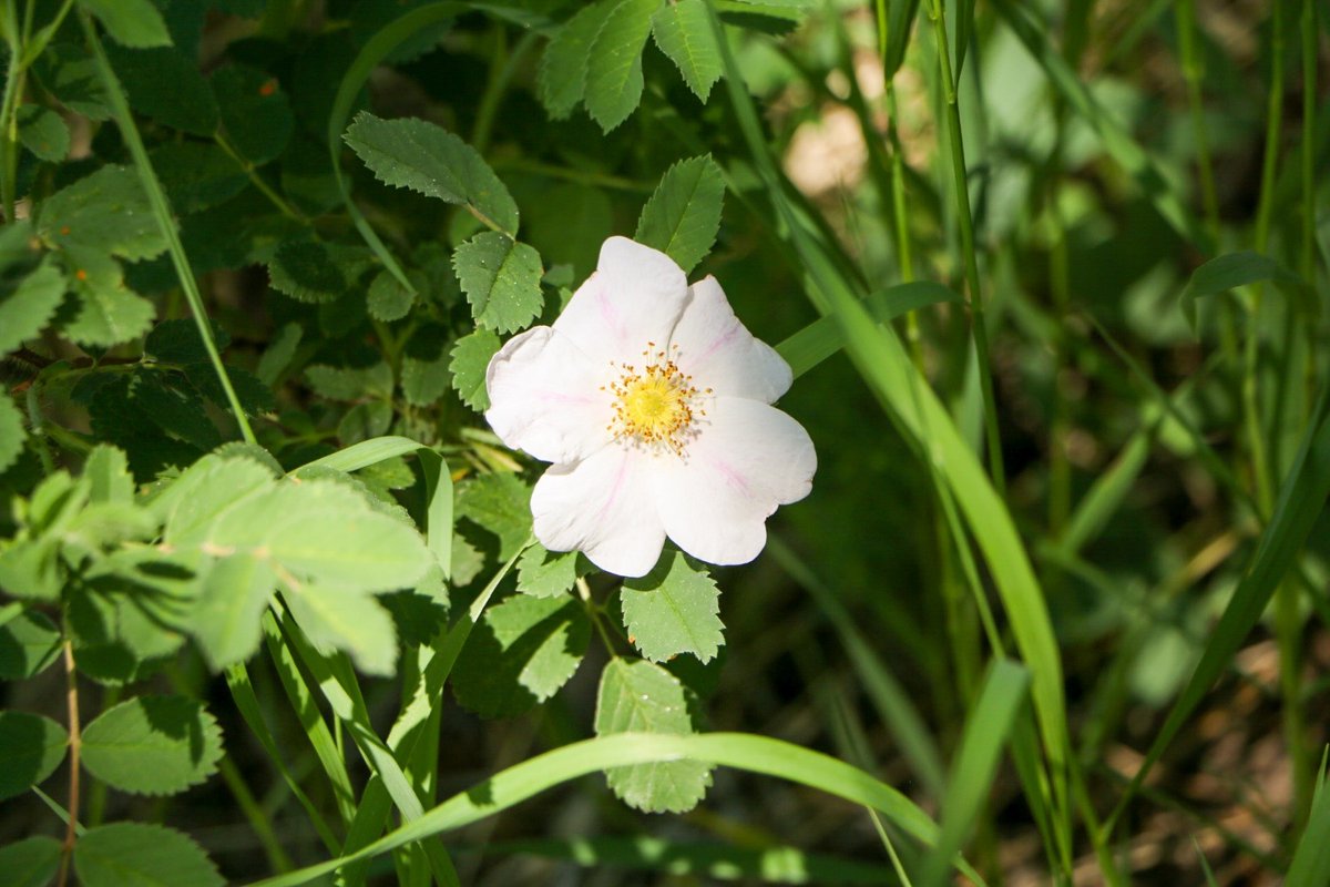 ParksCanada_SK's tweet photo. Happy #MichifMonday! The wait is over: “Praentaan” has sprung! What are you most looking forward to this spring? #thisspring #BatocheNHS https://t.co/tbra8qu4AK
