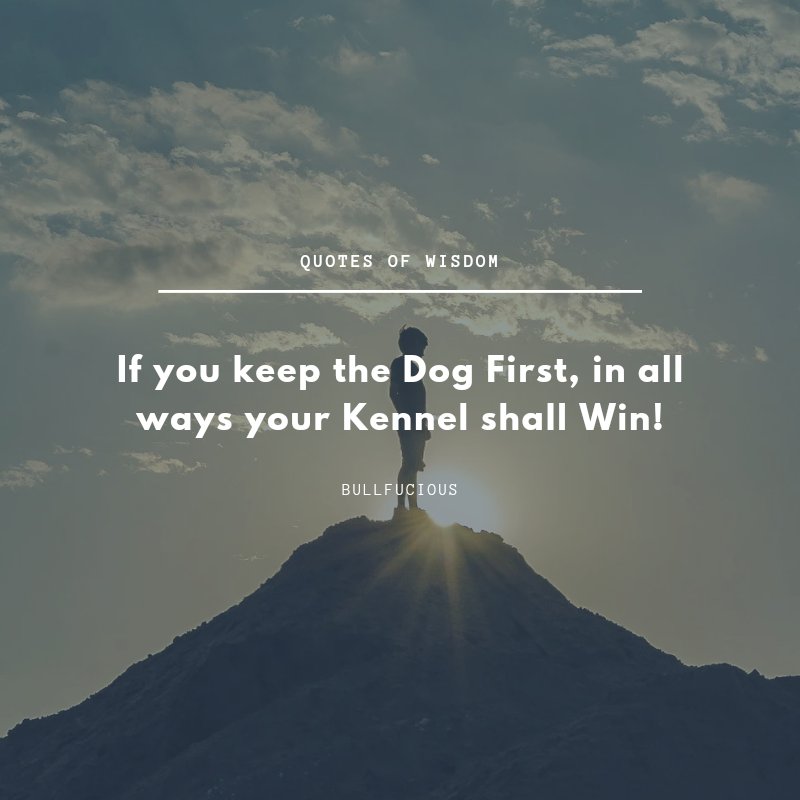 BuildABully's tweet photo. The care of the Breed comes first! #bullybreed #americanbully #frenchie #FrenchBulldog #Englishbulldog #abkc https://t.co/TSWLB34hJb