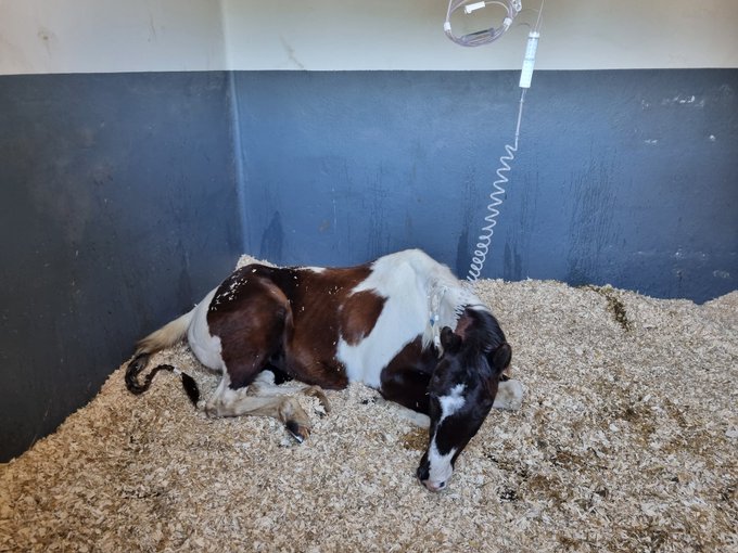 🥹😭❤️🙏🏻 https://t.co/D5aztC8iLS<a href="/tag/confinementjour26"class="tags"><span>#confinementjour26</span></a>