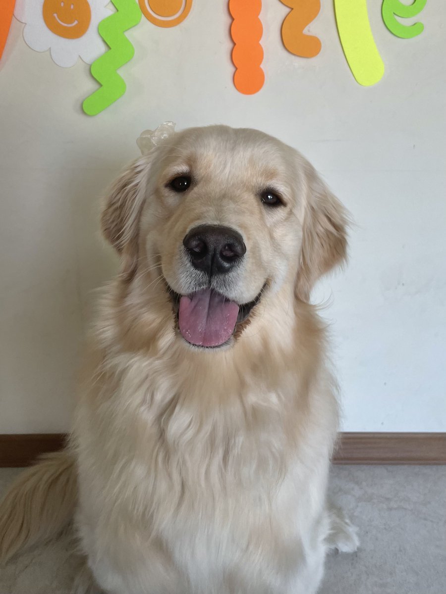 butterchive's tweet photo. 선물 준 언니들 짱 덕분에 버터 완젼 행복해요🐶
#HAPPYBUTTERDAY
#버터야생일축하해
#0328BUTTERDAY https://t.co/NtjCryOueH